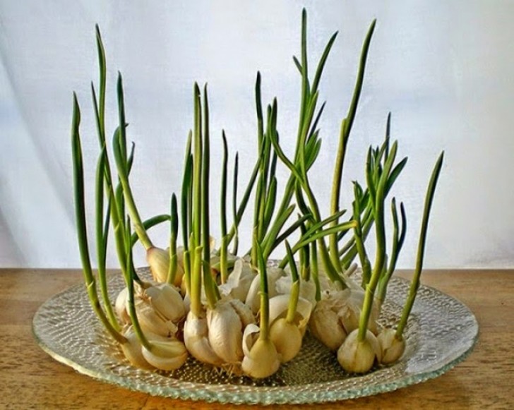 Knoblauch entwickelt sehr schnell grüne Blätter, die aus der Spitze wachsen. Die Triebe haben einen köstlichen Geschmack und sind ein ideales Gewürz für Salate und Suppen.