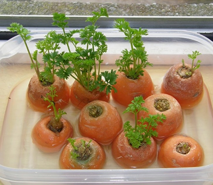 Schneidet den Strunk der Karotten ab und legt sie in Wasser. Es werden grüne Blätter wachsen. Sie geben dem Salat einen frischen Kick oder können als Dekoration für eure Speisen genutzt werden.