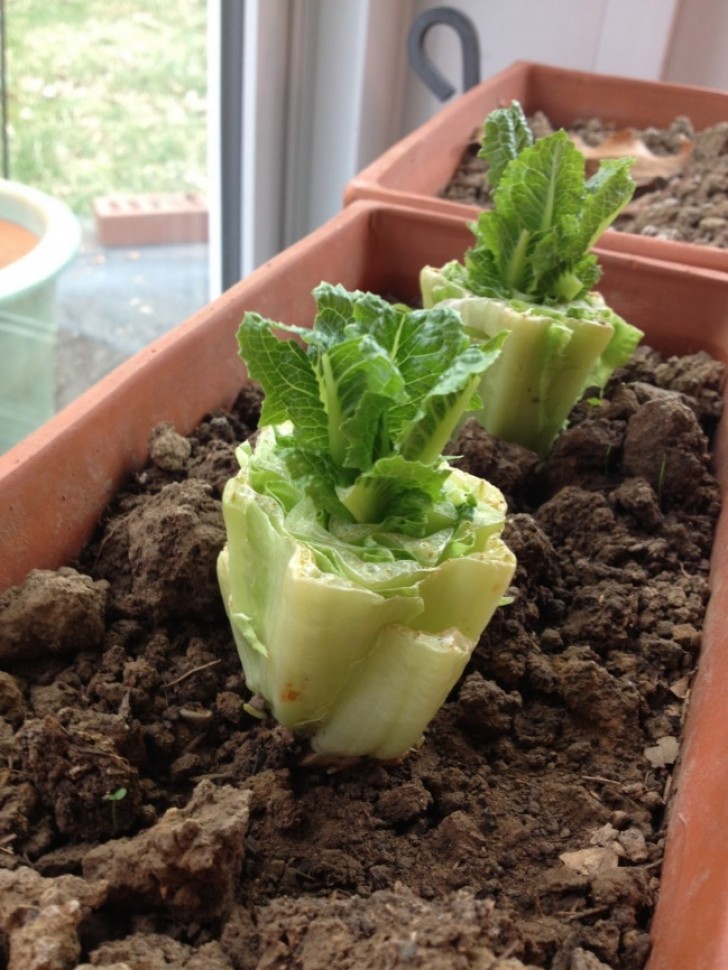 Gebt den Strunk des Romana Salats in reichlich Wasser. Nach wenigen Tagen seht ihr neue Blätter entstehen. Nun könnt ihr den Salat wieder einpflanzen.