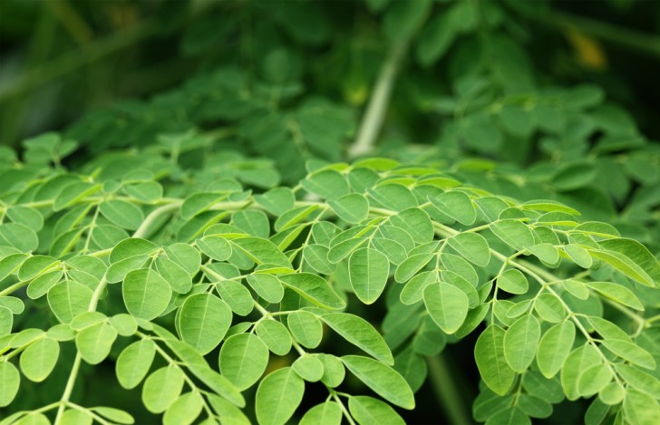 Le foglie della Moringa possono essere consumate anche intere: dopo averle lavate, soffriggetele in padella con aglio e olio, come fossero degli spinaci. Lasciatele appassire qualche minuto e sono pronte da mangiare!