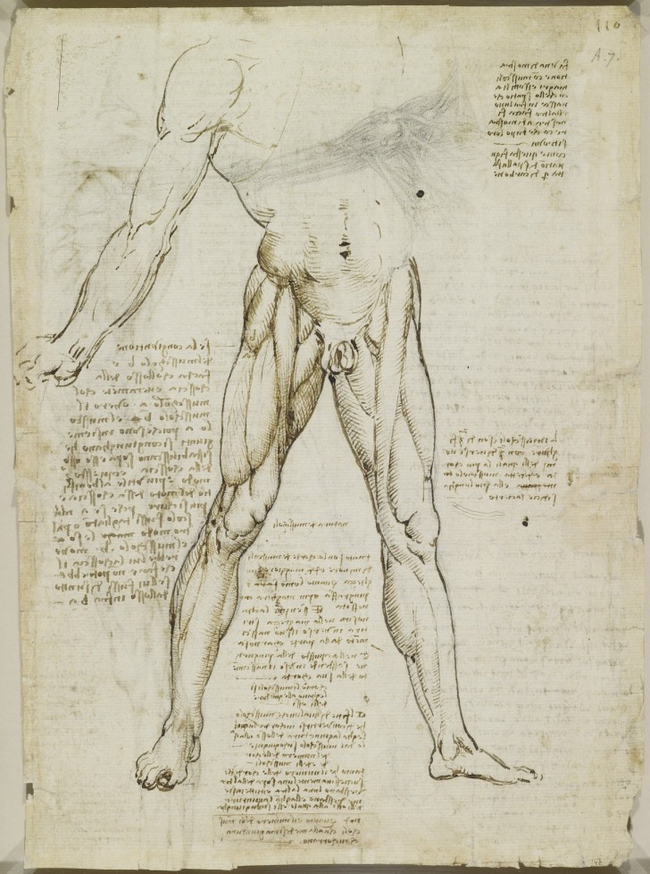 Pubblicati gli studi anatomici di Leonardo: incredibili disegni di oltre 400 anni fa - 11