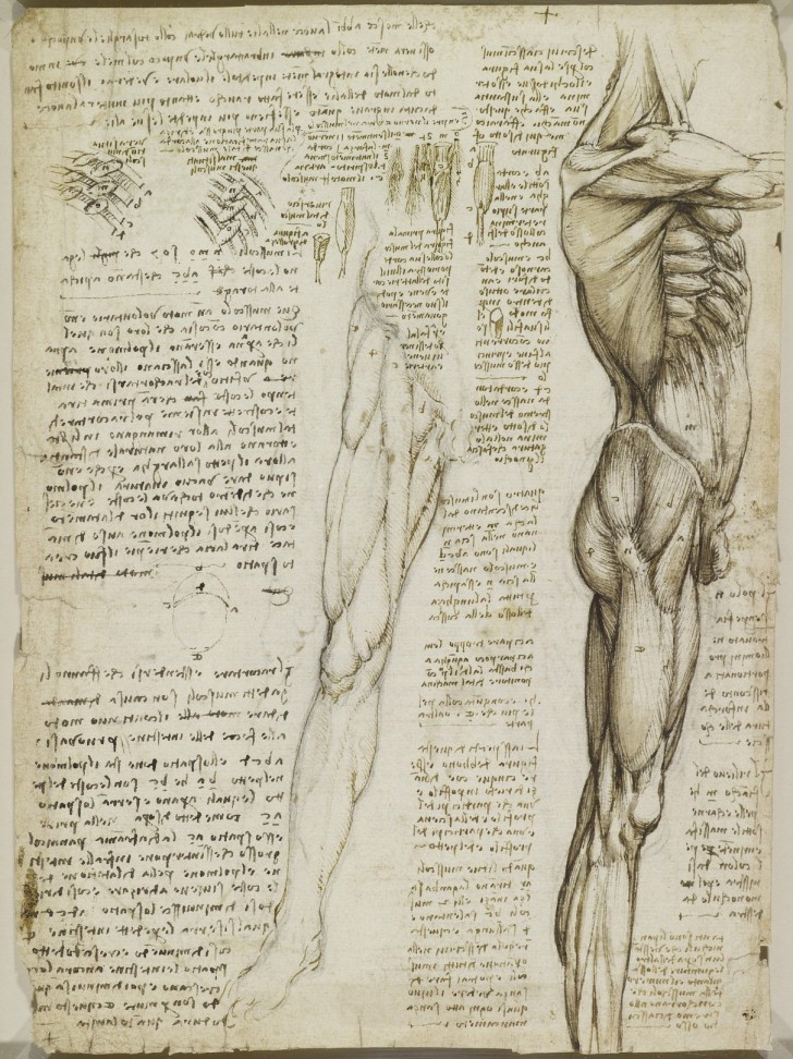 Les études anatomiques de Léonard de Vinci publiées: des dessins incroyables qui ont plus de 500 ans - 12