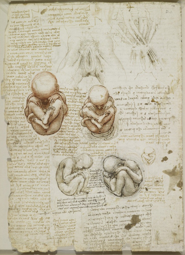 Les études anatomiques de Léonard de Vinci publiées: des dessins incroyables qui ont plus de 500 ans - 13