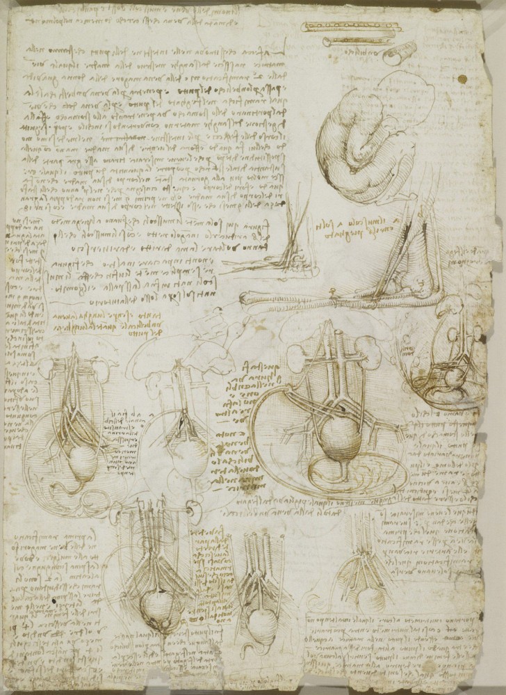 Les études anatomiques de Léonard de Vinci publiées: des dessins incroyables qui ont plus de 500 ans - 15