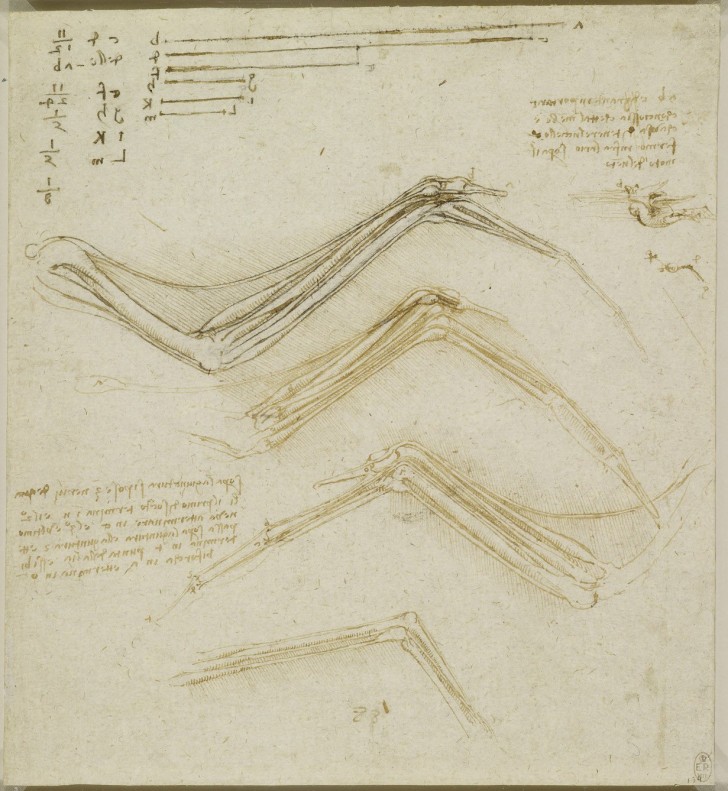 Les études anatomiques de Léonard de Vinci publiées: des dessins incroyables qui ont plus de 500 ans - 16