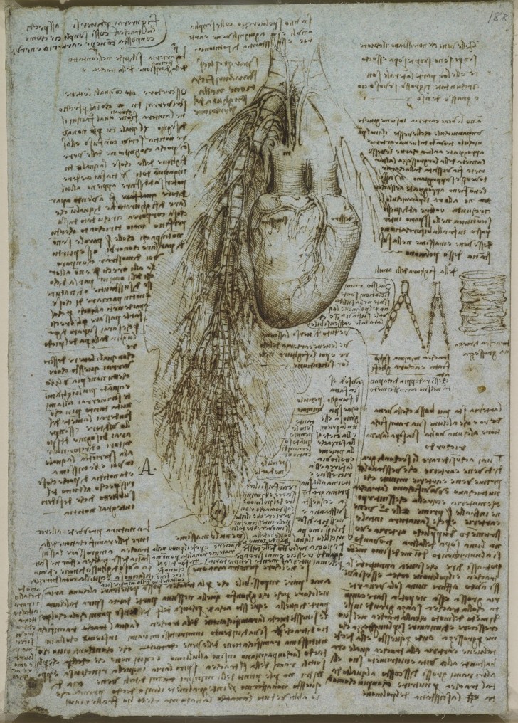 Les études anatomiques de Léonard de Vinci publiées: des dessins incroyables qui ont plus de 500 ans - 17