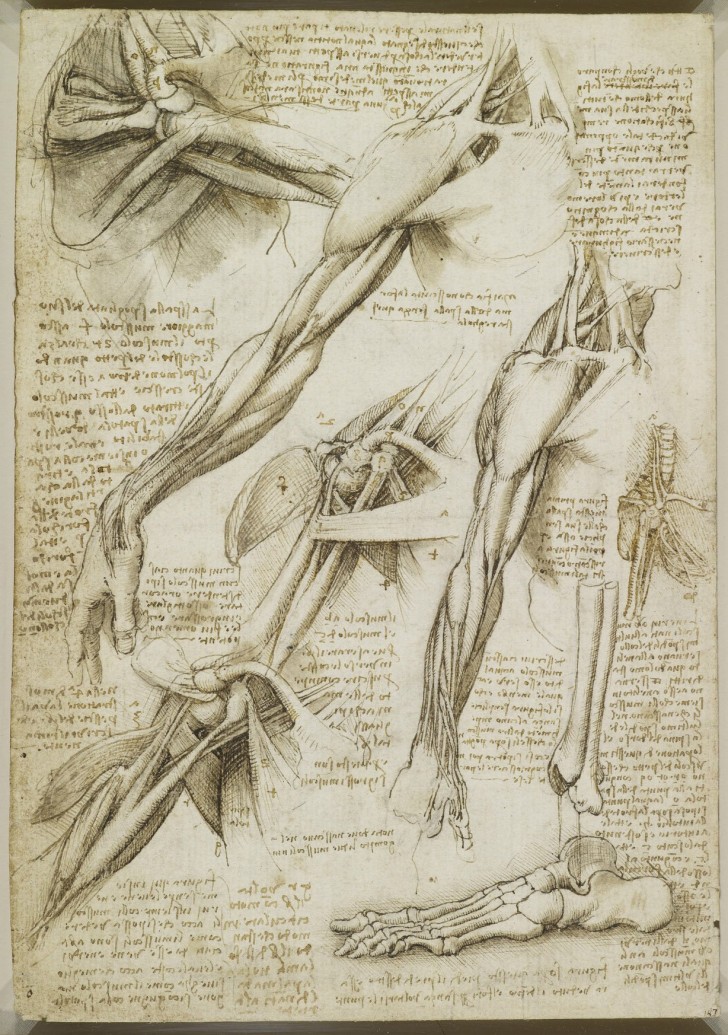 Les études anatomiques de Léonard de Vinci publiées: des dessins incroyables qui ont plus de 500 ans - 22