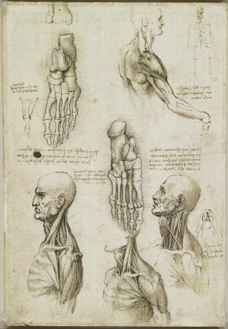 Les études anatomiques de Léonard de Vinci publiées: des dessins incroyables qui ont plus de 500 ans - 25