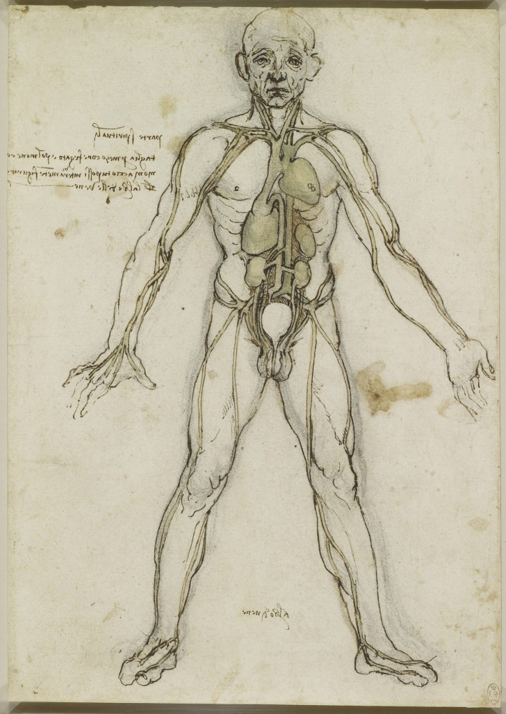 Les études anatomiques de Léonard de Vinci publiées: des dessins incroyables qui ont plus de 500 ans - 3