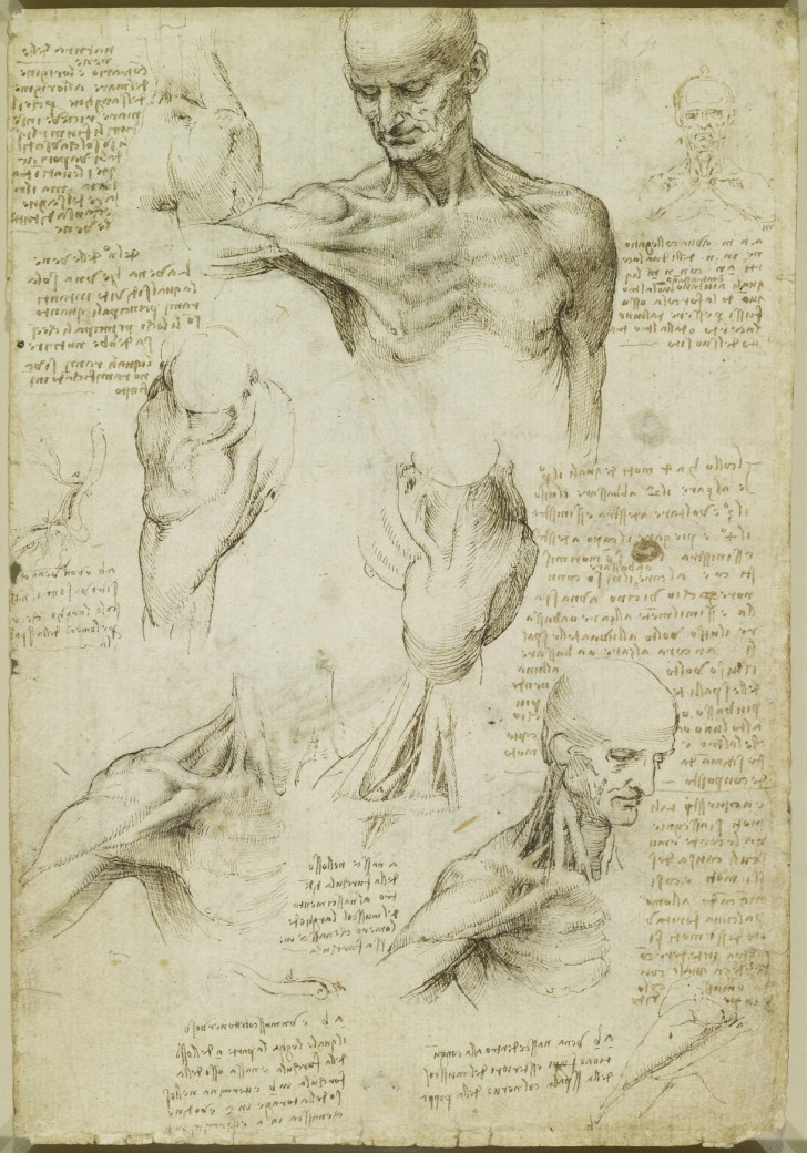 Les études anatomiques de Léonard de Vinci publiées: des dessins incroyables qui ont plus de 500 ans - 9