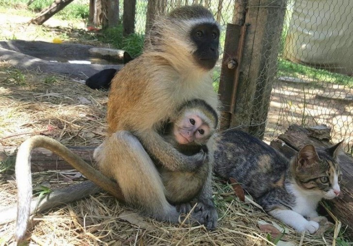 E noi abbiamo appreso da una piccola e adorabile scimmietta la più grande delle lezioni.