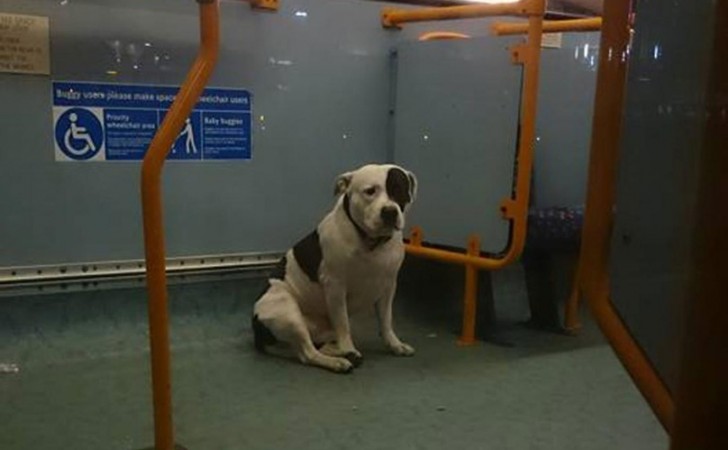 Il cane era soltanto immensamente triste ed impaurito: probabilmente non capiva neanche lui perché era stato lasciato sul quel bus, in mezzo a tanti sconosciuti.