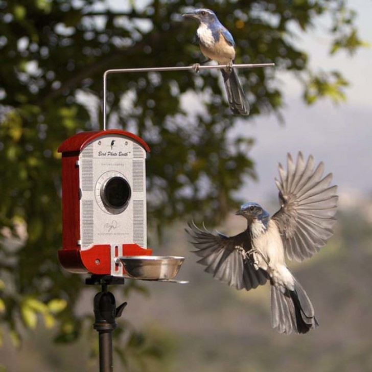 Mangiatoia per uccelli con videocamera incorporata