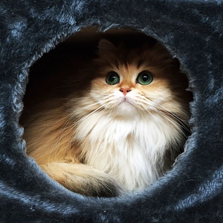 Tutti lo considerano il gatto più fotogenico del web: non si riesce a distogliere lo sguardo! - 3