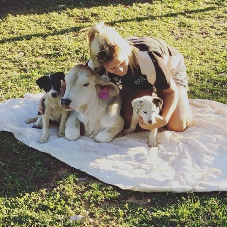 Quando è stata portata nella fattoria Beryl era un cucciolo proprio come i due cani della coppia... I tre animali si sono trovati subito bene insieme.