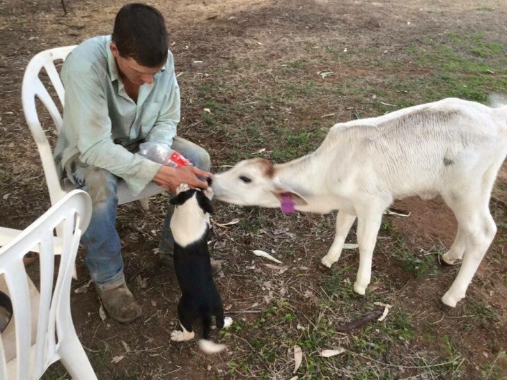 In casa c'erano anche i due cani con cui Beryl iniziò presto a socializzare, imparando da loro a comportarsi come un cucciolo di cane.