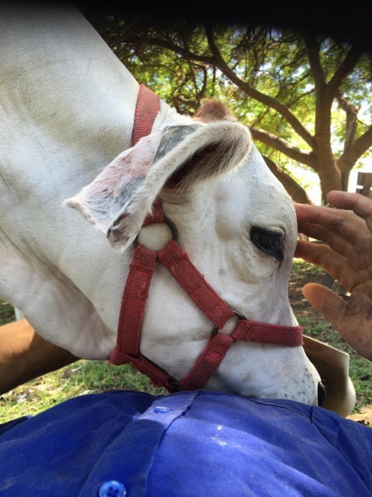 Quando è arrivata in fattoria, Beryl si nutriva solo di latte che Webster metteva in un biberon. Cresciuta, iniziò a pascolare libera nei prati.