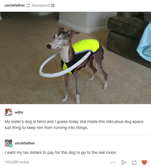 Per punizione, questo cane verrà spedito sulla Luna!