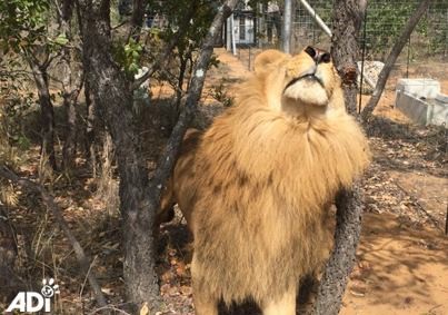 Questi leoni non hanno mai vissuto nessuna esperienza nella natura... Non si sono mai grattati la schiena contro un albero, ma per fortuna hanno conservato il loro istinto naturale!