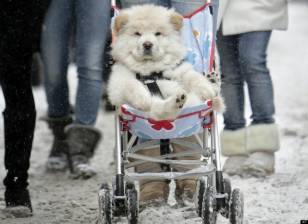 Portarlo in giro su un passeggino (!?)