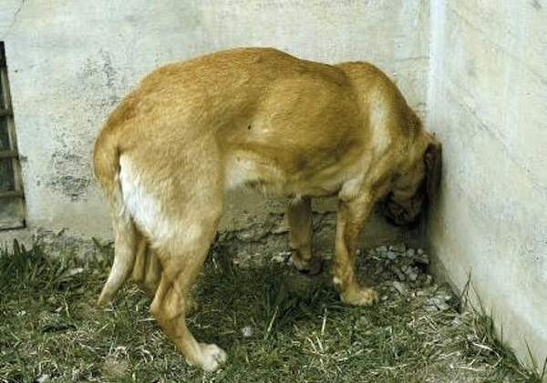 Der Warnhinweis wurde auf Facebook von Steunpunt voor Dieren, einer holländischen Tierschutzorganisation, herausgegeben. 