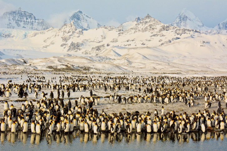 #5. Pinguini Imperatore al sole: secondo il fotografo, la sfida più grande era resistere alla tentazione di avvicinarsi e fare dei ritratti