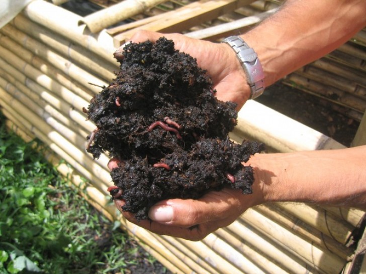 3. En ajoutant du marc de café au compost, vous allez l'enrichir en azote.