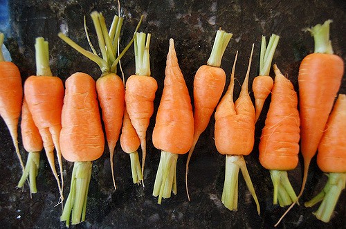 4. Les carottes aiment le café! Ajoutez des fonds dans le sol où vous avez planté les carottes, pour les faire pousser plus vite!