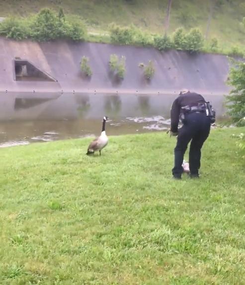 A goose calls out to a police agent for help! - 2