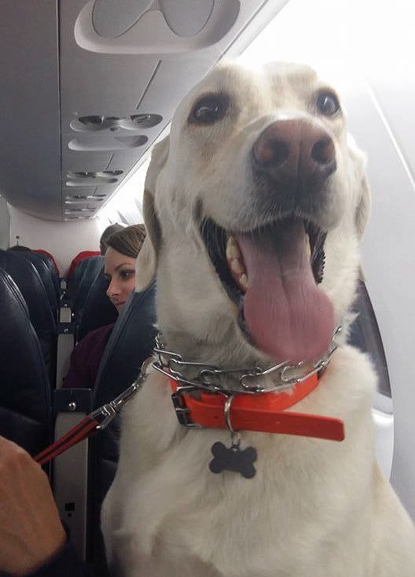 Come sappiamo, le regole sul trasporto degli animali in aereo sono piuttosto rigide.