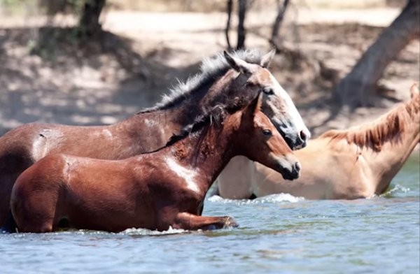 Having escaped danger, the filly ran quickly to her mother, visibly shaken by what had happened.