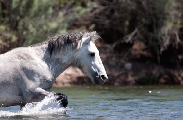 Once he had finished everything, Champ returned to his group, happy to have done his duty to safeguard the weaker and younger horses.