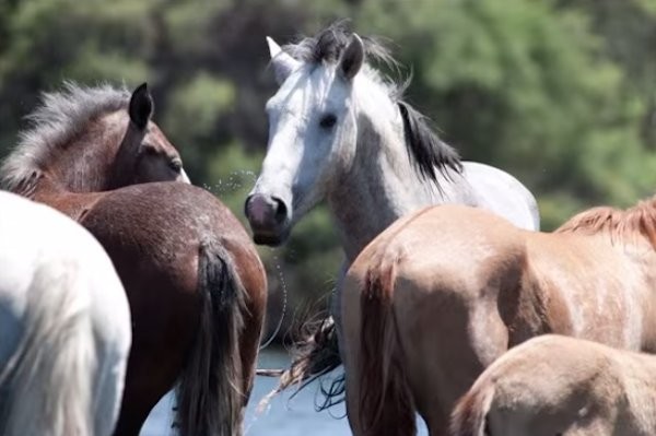 An exciting scene that surprises and inspires us all the more because the stallion's behavior was so similar to what a human being would have done.