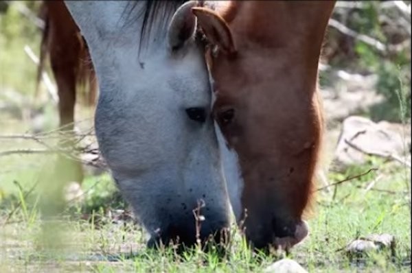 Deze plek lijkt is een paradijs voor paarden op aarde: er leven hier prachtige exemplaren in vrijheid, omringd door een adembenemend landschap.