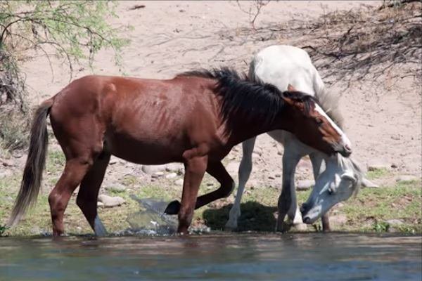 Les eaux de la Salt River permettent aux chevaux de se rafraîchir du soleil de l'Arizona.