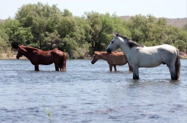 The horses take frequent baths in the river all day, having fun with each other.