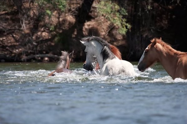 During the crossing of the river to reach the horses on the opposite bank, a filly was overwhelmed by the current and risked being dragged downstream.