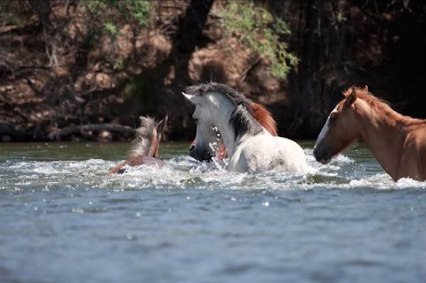 Durante la travesia del rio para secarse4 los caballos sobre la orilla opuesta, una potra es arrastrada de la corriente, con el riesgo de ser hundida por las aguas.