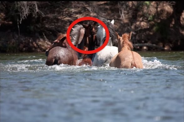 Champ, l'étalon sauvage, a accouru immédiatement à son secours. Un comportement qui dans peu d'autres cas a été observé chez les chevaux.