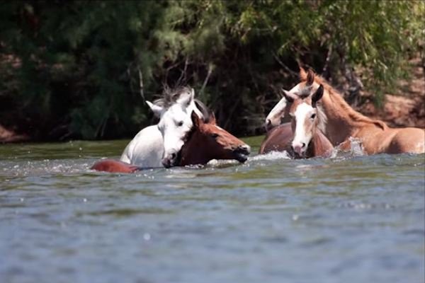 Champ's cool-blooded reaction was amazing! With his mouth and teeth, he grabbed the filly by her mane and tried to pull her out of the strong current.