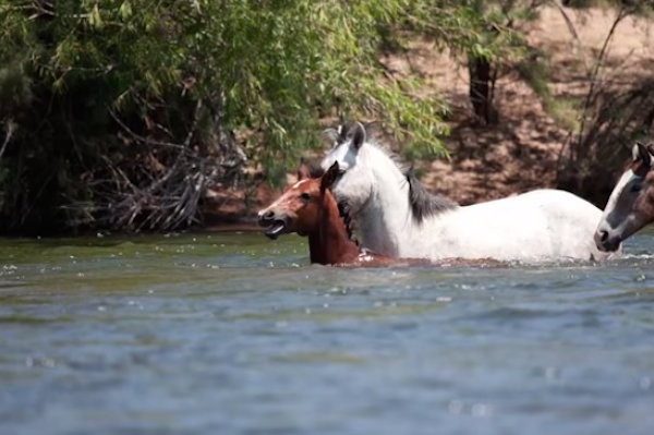 However, Champ's first attempt failed --- his grip, so as not hurt her, had been too weak and the filly had fallen back into the rushing current.