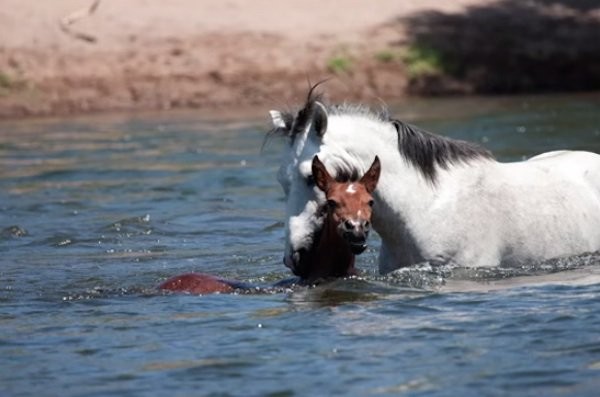 Champ entonces se agarra un poco mas fuerte y esta vez no se la deja escapar de nuevo: logro llevarla para atras, en grupo de caballos de la cual se habia alejado.