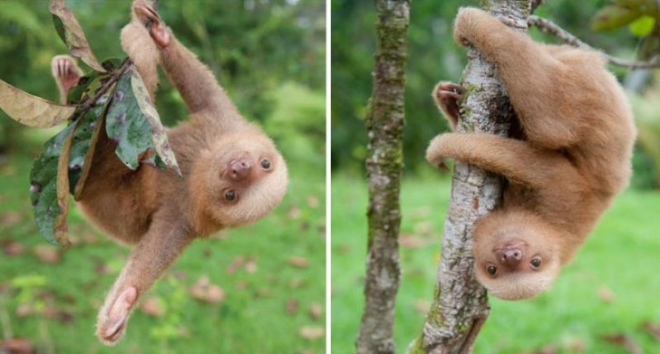 Esiste un orfanotrofio per cuccioli di bradipo... ed è il posto più bello del mondo! - 2