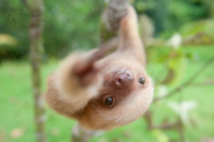 "I bradipi hanno bisogno di alberi per sopravvivere, hanno bisogno di una foresta sana"