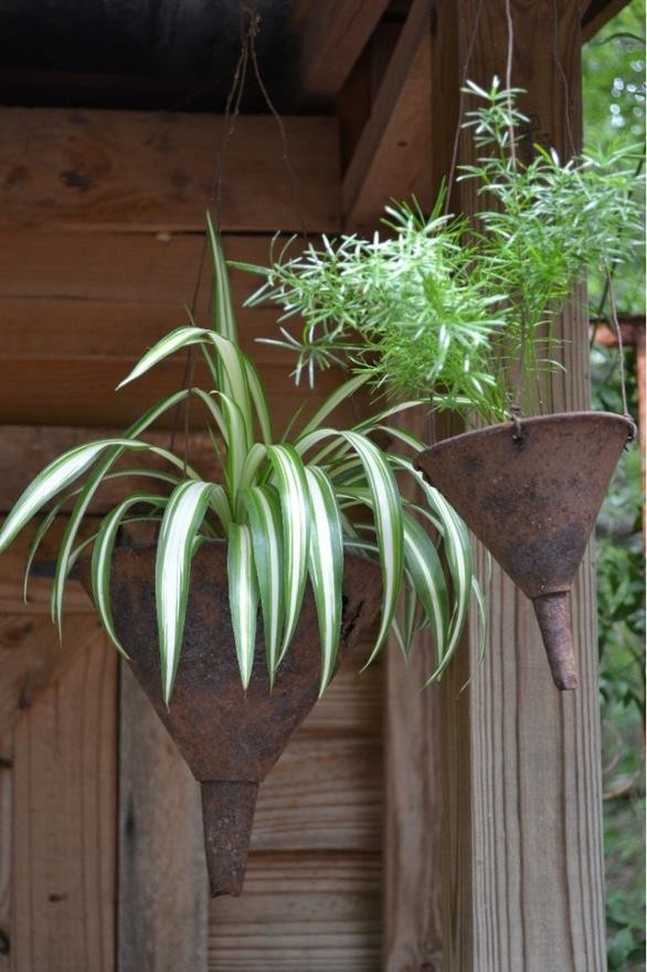 Un'ottima idea per riutilizzare i vecchi imbuti, mettendovi all'interno le piante! 