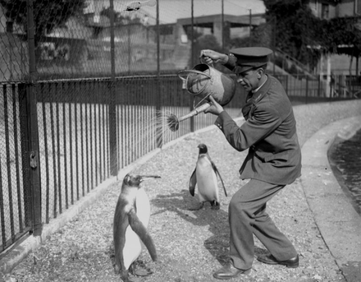 L'impiegato di uno zoo fa il "bagno" a un pinguino utilizzando un annaffiatoio - 1930.