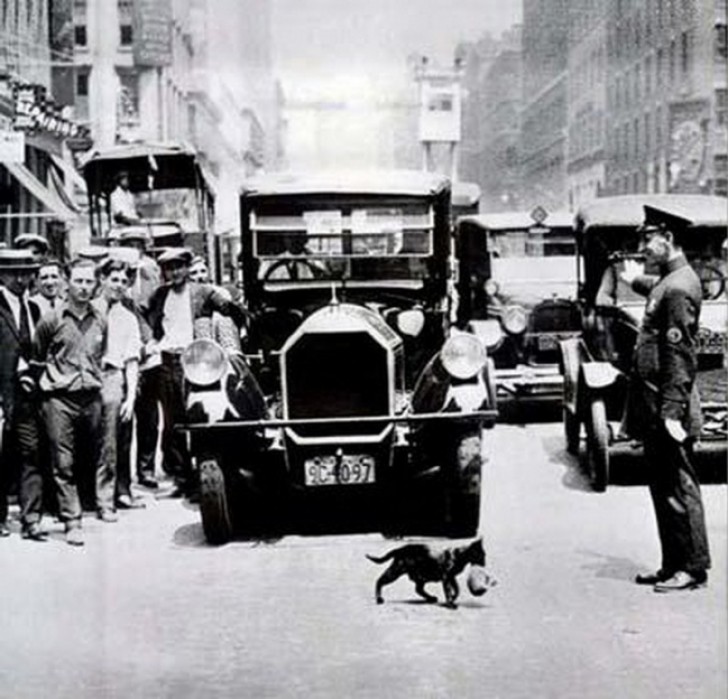 Vigile di New York fa attraversare una mamma gatto - 1925.