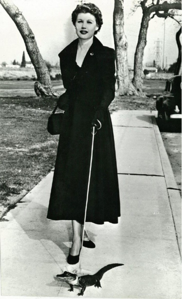 Donna a passeggio con cucciolo di coccodrillo al guinzaglio - 1950.