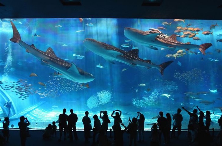 Das Meeresleben durch eine Glasscheibe (Aquarium in Okinawa, Japan).
