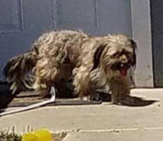 Con un semplice post il lamento di un cane abbandonato si è trasformato in un ruggito udibile da lontano